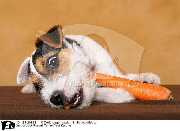 junger Jack Russell Terrier frisst Karotte / SS-20838