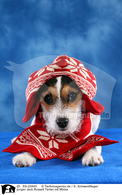 junger Parson Russell Terrier mit Mtze / young Parson Russell Terrier with beanie / SS-20845