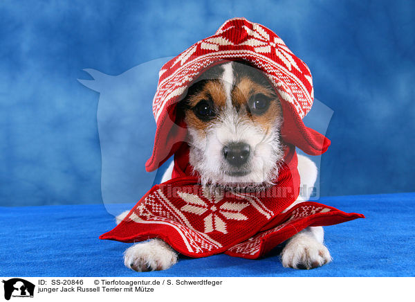 junger Jack Russell Terrier mit Mtze / SS-20846