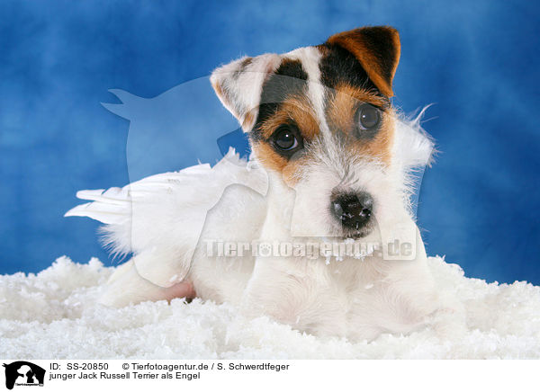 junger Parson Russell Terrier als Engel / young Parson Russell Terrier as angel / SS-20850