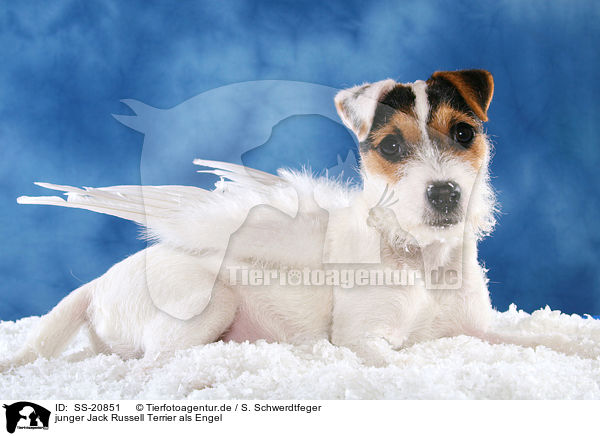 junger Parson Russell Terrier als Engel / young Parson Russell Terrier as angel / SS-20851