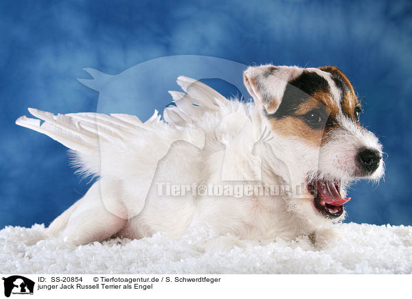 junger Jack Russell Terrier als Engel / SS-20854