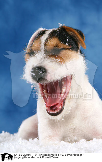 junger ghnender Parson Russell Terrier / young yawning Parson Russell Terrier / SS-20856