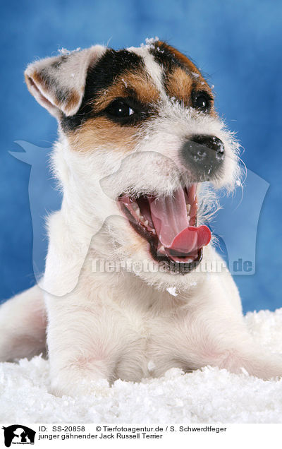 junger ghnender Parson Russell Terrier / young yawning Parson Russell Terrier / SS-20858