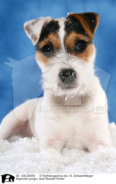 liegender junger Parson Russell Terrier / lying young Parson Russell Terrier / SS-20859