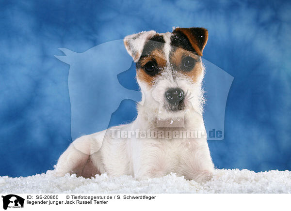 liegender junger Parson Russell Terrier / lying young Parson Russell Terrier / SS-20860