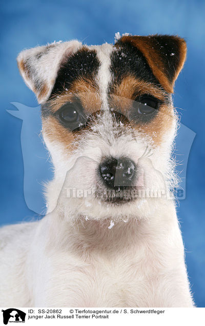 junger Parson Russell Terrier Portrait / young Parson Russell Terrier Portrait / SS-20862
