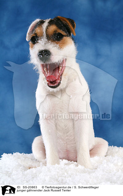 junger ghnender Parson Russell Terrier / young yawning Parson Russell Terrier / SS-20863