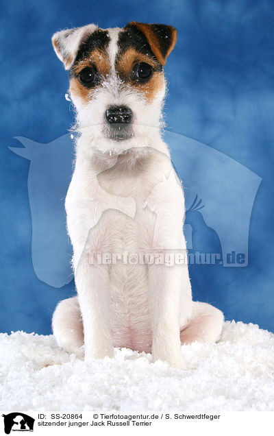 sitzender junger Parson Russell Terrier / sitting young Parson Russell Terrier / SS-20864