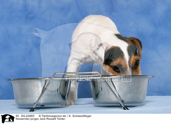 fressender junger Parson Russell Terrier / eating young Parson Russell Terrier / SS-20865