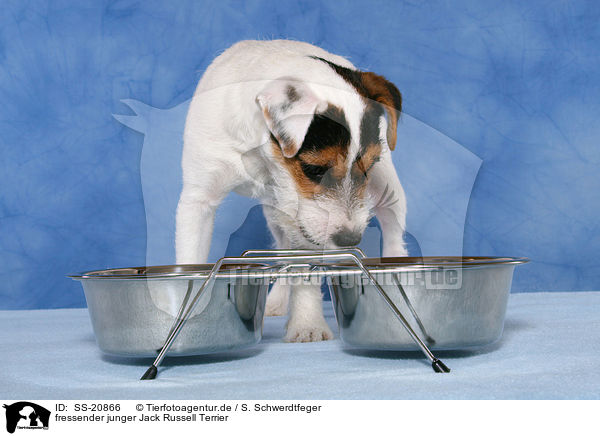 fressender junger Parson Russell Terrier / eating young Parson Russell Terrier / SS-20866