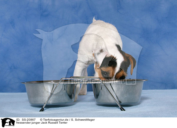 fressender junger Parson Russell Terrier / eating young Parson Russell Terrier / SS-20867