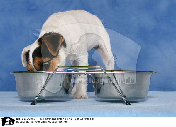 fressender junger Parson Russell Terrier / eating young Parson Russell Terrier / SS-20868
