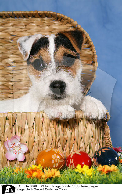 junger Jack Russell Terrier zu Ostern / SS-20869