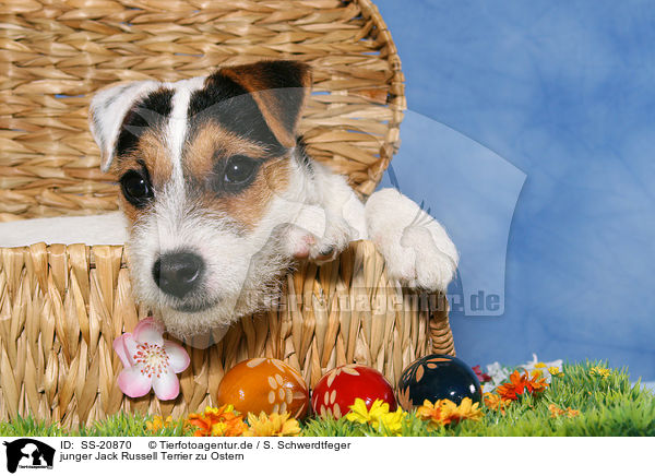 junger Parson Russell Terrier zu Ostern / young Parson Russell Terrier at Easter / SS-20870