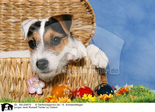 junger Jack Russell Terrier zu Ostern / SS-20870