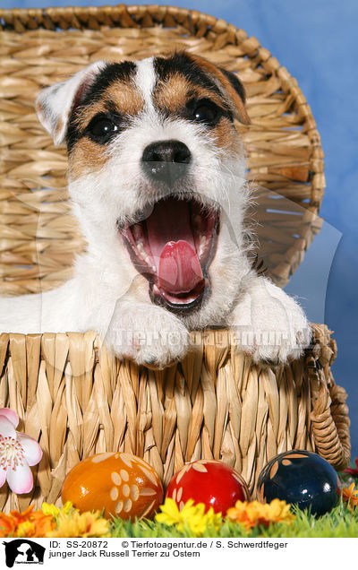 junger Parson Russell Terrier zu Ostern / young Parson Russell Terrier at Easter / SS-20872