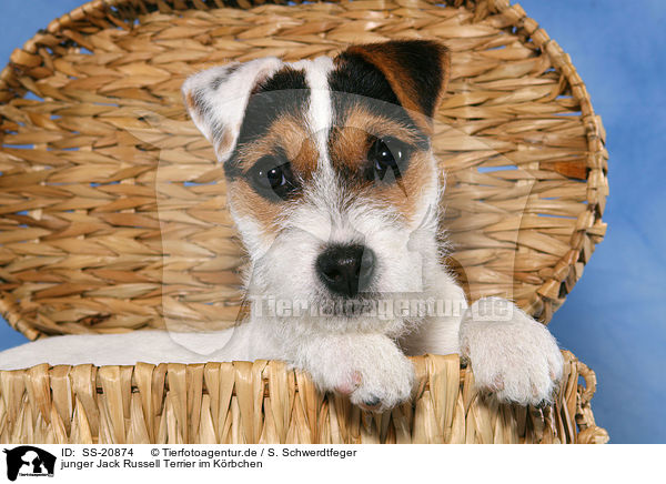 junger Parson Russell Terrier im Krbchen / young Parson Russell Terrier in basket / SS-20874