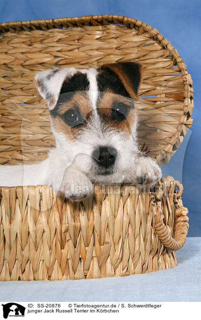 junger Parson Russell Terrier im Krbchen / young Parson Russell Terrier in basket / SS-20876