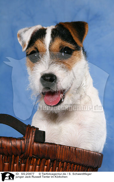 junger Parson Russell Terrier im Krbchen / young Parson Russell Terrier in basket / SS-20877