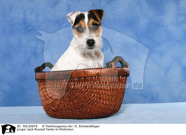 junger Parson Russell Terrier im Krbchen / young Parson Russell Terrier in basket / SS-20878
