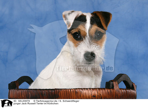 junger Parson Russell Terrier im Krbchen / young Parson Russell Terrier in basket / SS-20879