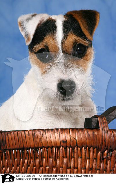 junger Parson Russell Terrier im Krbchen / young Parson Russell Terrier in basket / SS-20880