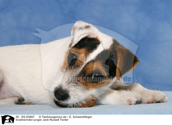 knabbernder junger Parson Russell Terrier / nibbling young Parson Russell Terrier / SS-20887