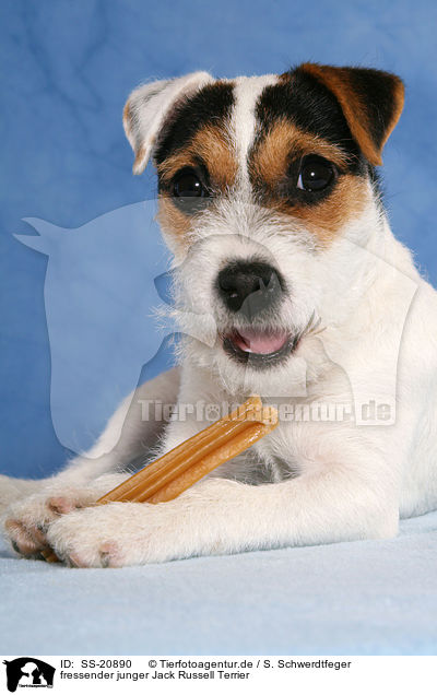 fressender junger Parson Russell Terrier / eating young Parson Russell Terrier / SS-20890