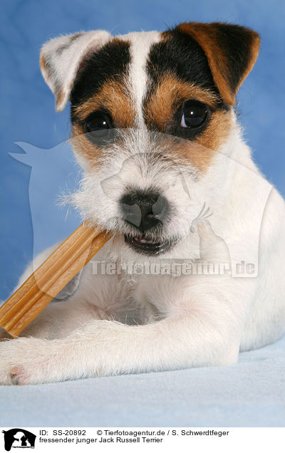 fressender junger Parson Russell Terrier / eating young Parson Russell Terrier / SS-20892