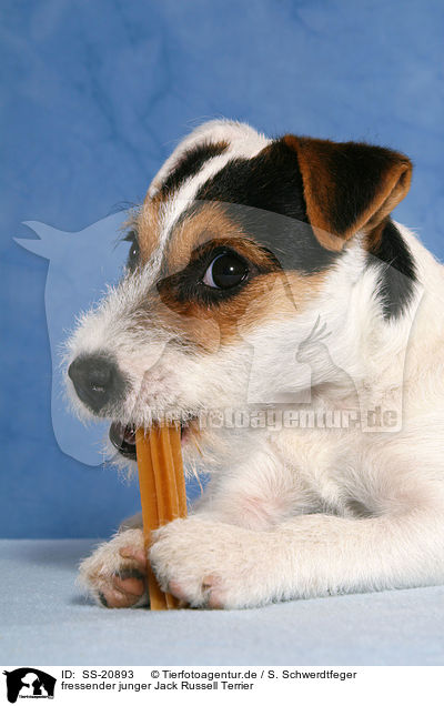 fressender junger Parson Russell Terrier / eating young Parson Russell Terrier / SS-20893