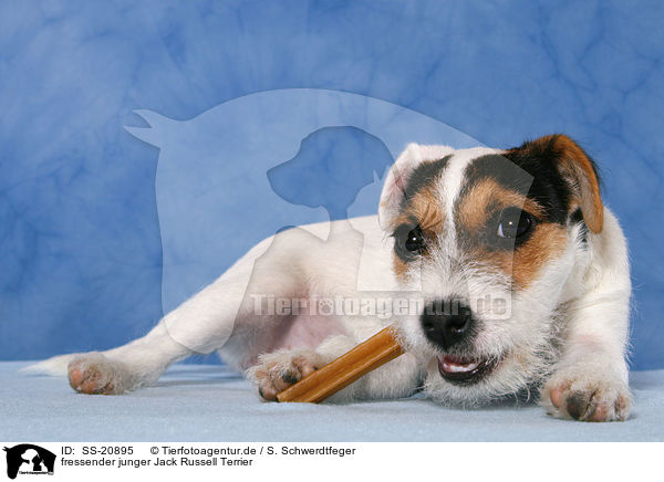 fressender junger Parson Russell Terrier / eating young Parson Russell Terrier / SS-20895