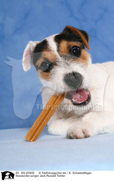 fressender junger Parson Russell Terrier / eating young Parson Russell Terrier / SS-20900
