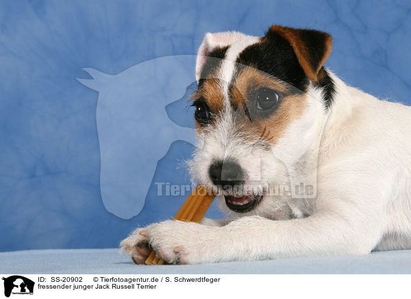 fressender junger Parson Russell Terrier / eating young Parson Russell Terrier / SS-20902