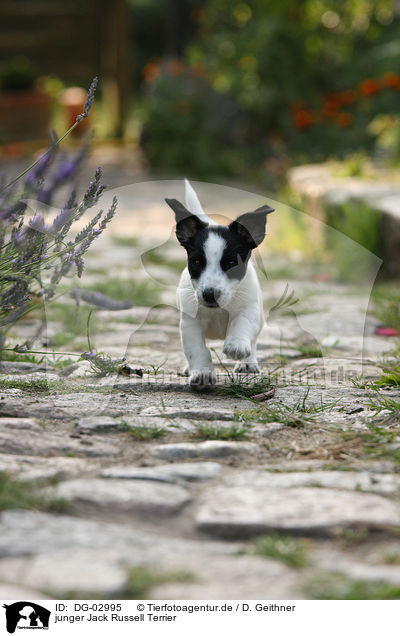junger Jack Russell Terrier / young Jack Russell Terrier / DG-02995