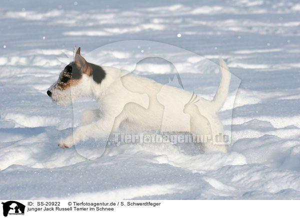 junger Parson Russell Terrier im Schnee / young Parson Russell Terrier in the snow / SS-20922