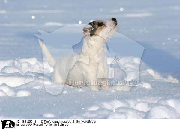 junger Parson Russell Terrier im Schnee / young Parson Russell Terrier in the snow / SS-20941