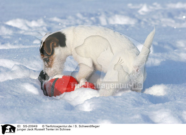 junger Parson Russell Terrier im Schnee / young Parson Russell Terrier in the snow / SS-20949