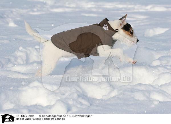 junger Parson Russell Terrier im Schnee / young Parson Russell Terrier in the snow / SS-20994
