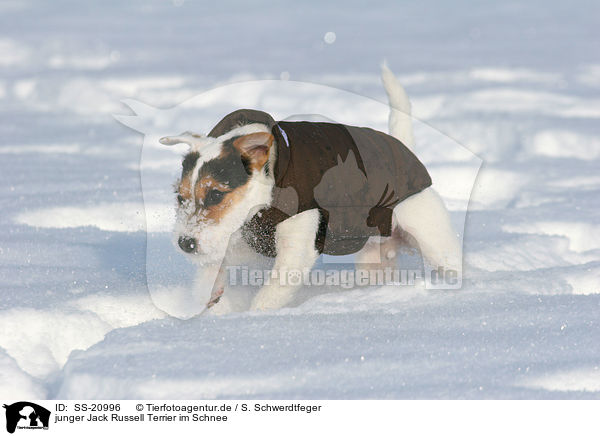 junger Parson Russell Terrier im Schnee / young Parson Russell Terrier in the snow / SS-20996