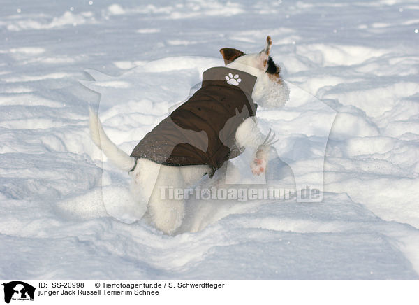 junger Parson Russell Terrier im Schnee / young Parson Russell Terrier in the snow / SS-20998