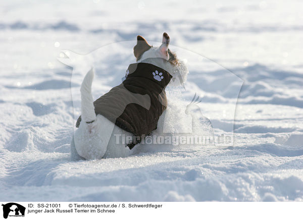 junger Parson Russell Terrier im Schnee / young Parson Russell Terrier in the snow / SS-21001
