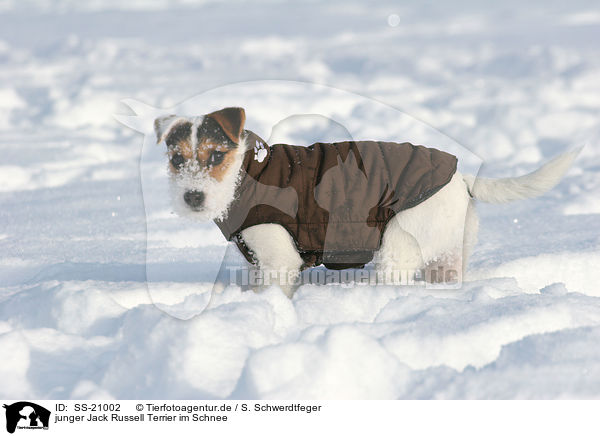 junger Parson Russell Terrier im Schnee / young Parson Russell Terrier in the snow / SS-21002