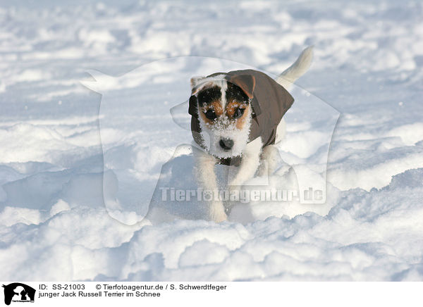junger Parson Russell Terrier im Schnee / young Parson Russell Terrier in the snow / SS-21003