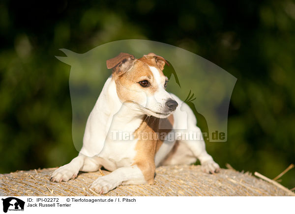 Jack Russell Terrier / Jack Russell Terrier / IPI-02272