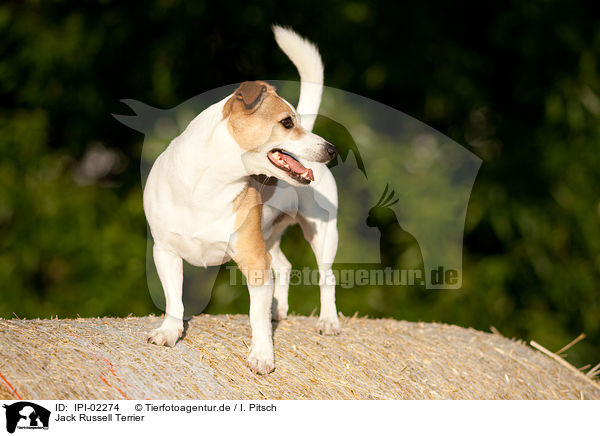 Jack Russell Terrier / Jack Russell Terrier / IPI-02274