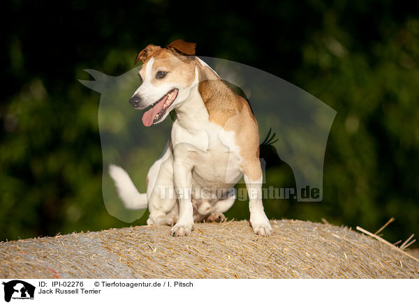 Jack Russell Terrier / Jack Russell Terrier / IPI-02276
