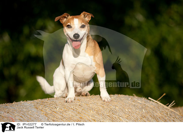 Jack Russell Terrier / Jack Russell Terrier / IPI-02277