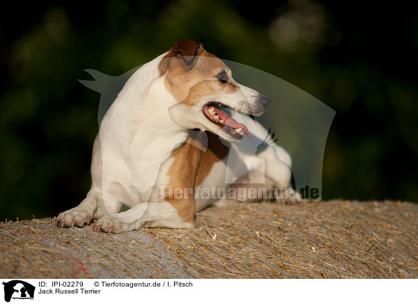 Jack Russell Terrier / Jack Russell Terrier / IPI-02279