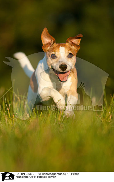 rennender Jack Russell Terrier / running Jack Russell Terrier / IPI-02302